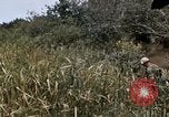 Image of United States 9th Infantry Division South Vietnam, 1967, second 21 stock footage video 65675071839