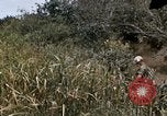 Image of United States 9th Infantry Division South Vietnam, 1967, second 22 stock footage video 65675071839