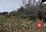 Image of United States 9th Infantry Division South Vietnam, 1967, second 33 stock footage video 65675071839