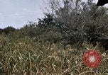 Image of United States 9th Infantry Division South Vietnam, 1967, second 37 stock footage video 65675071839