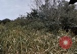 Image of United States 9th Infantry Division South Vietnam, 1967, second 38 stock footage video 65675071839