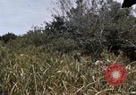Image of United States 9th Infantry Division South Vietnam, 1967, second 39 stock footage video 65675071839