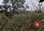 Image of United States 9th Infantry Division South Vietnam, 1967, second 44 stock footage video 65675071839