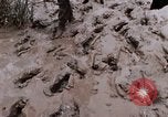 Image of United States 9th Infantry Division South Vietnam, 1967, second 60 stock footage video 65675071839