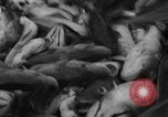 Image of fishermen Nova Scotia, 1936, second 36 stock footage video 65675072005