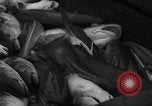 Image of fishermen Nova Scotia, 1936, second 44 stock footage video 65675072005