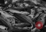 Image of fishermen Nova Scotia, 1936, second 48 stock footage video 65675072005