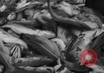 Image of fishermen Nova Scotia, 1936, second 49 stock footage video 65675072005