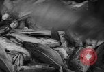 Image of fishermen Nova Scotia, 1936, second 50 stock footage video 65675072005