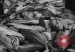Image of fishermen Nova Scotia, 1936, second 51 stock footage video 65675072005
