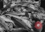 Image of fishermen Nova Scotia, 1936, second 55 stock footage video 65675072005