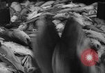 Image of fishermen Nova Scotia, 1936, second 58 stock footage video 65675072005
