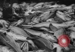 Image of fishermen Nova Scotia, 1936, second 60 stock footage video 65675072005