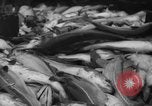 Image of fishermen Nova Scotia, 1936, second 61 stock footage video 65675072005