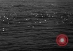 Image of seagulls Nova Scotia, 1936, second 5 stock footage video 65675072009