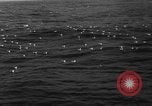 Image of seagulls Nova Scotia, 1936, second 6 stock footage video 65675072009