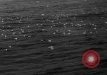 Image of seagulls Nova Scotia, 1936, second 7 stock footage video 65675072009