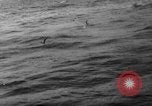 Image of seagulls Nova Scotia, 1936, second 10 stock footage video 65675072009