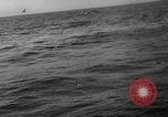 Image of seagulls Nova Scotia, 1936, second 11 stock footage video 65675072009