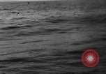 Image of seagulls Nova Scotia, 1936, second 13 stock footage video 65675072009
