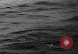 Image of seagulls Nova Scotia, 1936, second 14 stock footage video 65675072009