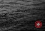 Image of seagulls Nova Scotia, 1936, second 15 stock footage video 65675072009