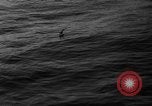 Image of seagulls Nova Scotia, 1936, second 16 stock footage video 65675072009