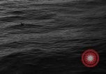 Image of seagulls Nova Scotia, 1936, second 17 stock footage video 65675072009
