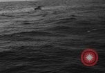 Image of seagulls Nova Scotia, 1936, second 19 stock footage video 65675072009