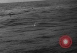 Image of seagulls Nova Scotia, 1936, second 22 stock footage video 65675072009