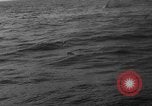 Image of seagulls Nova Scotia, 1936, second 23 stock footage video 65675072009