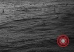 Image of seagulls Nova Scotia, 1936, second 24 stock footage video 65675072009