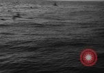 Image of seagulls Nova Scotia, 1936, second 27 stock footage video 65675072009