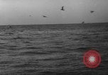 Image of seagulls Nova Scotia, 1936, second 29 stock footage video 65675072009