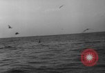 Image of seagulls Nova Scotia, 1936, second 30 stock footage video 65675072009