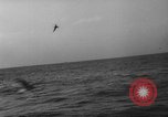 Image of seagulls Nova Scotia, 1936, second 31 stock footage video 65675072009