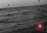 Image of seagulls Nova Scotia, 1936, second 33 stock footage video 65675072009
