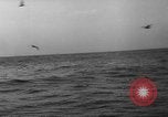 Image of seagulls Nova Scotia, 1936, second 40 stock footage video 65675072009