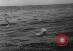 Image of seagulls Nova Scotia, 1936, second 43 stock footage video 65675072009