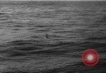 Image of seagulls Nova Scotia, 1936, second 45 stock footage video 65675072009