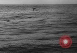 Image of seagulls Nova Scotia, 1936, second 46 stock footage video 65675072009