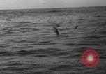 Image of seagulls Nova Scotia, 1936, second 47 stock footage video 65675072009