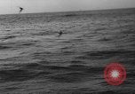 Image of seagulls Nova Scotia, 1936, second 48 stock footage video 65675072009
