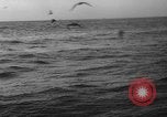 Image of seagulls Nova Scotia, 1936, second 50 stock footage video 65675072009