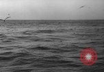 Image of seagulls Nova Scotia, 1936, second 52 stock footage video 65675072009