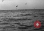 Image of seagulls Nova Scotia, 1936, second 53 stock footage video 65675072009
