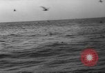 Image of seagulls Nova Scotia, 1936, second 54 stock footage video 65675072009