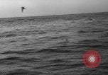 Image of seagulls Nova Scotia, 1936, second 55 stock footage video 65675072009