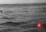 Image of seagulls Nova Scotia, 1936, second 57 stock footage video 65675072009