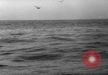 Image of seagulls Nova Scotia, 1936, second 62 stock footage video 65675072009